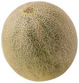 CANTALOUPE MELON