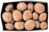ØKO. CHAMPIGNON