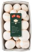 CHAMPIGNON