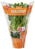 ØKO. KORIANDER