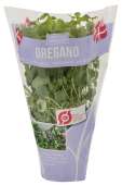 ØKO. OREGANO